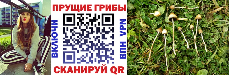 Галлюциногенные грибы Cubensis  Павлово 